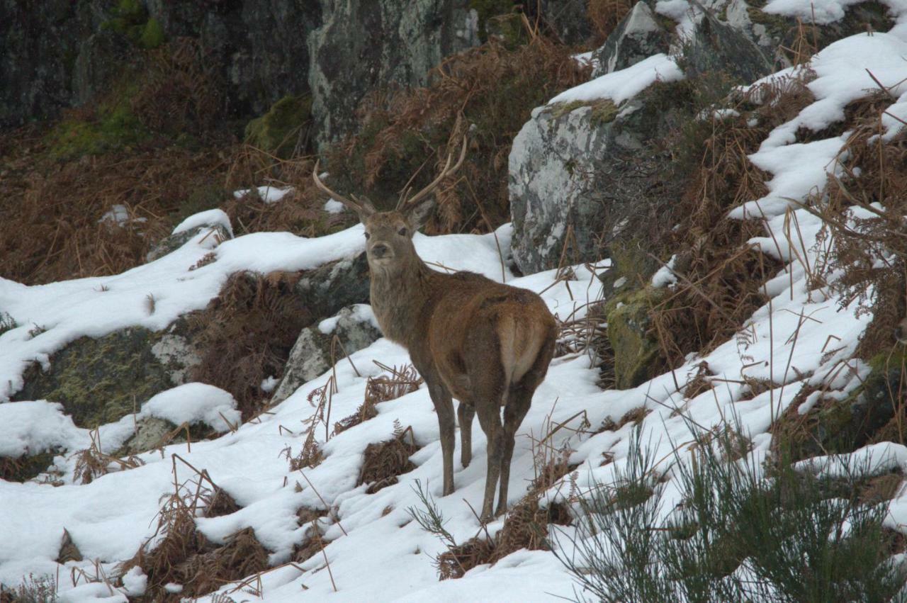 Rosemount Bothy - Highland Cottage Garve Buitenkant foto