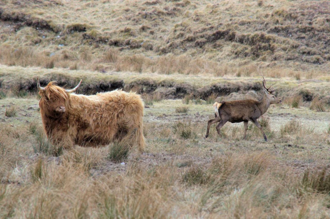 Rosemount Bothy - Highland Cottage Garve Buitenkant foto